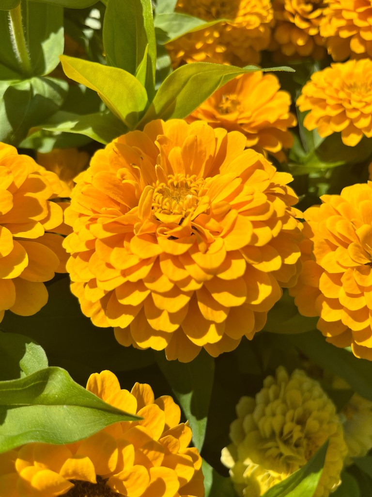 close up picture of mustard yellow dahlia flowers